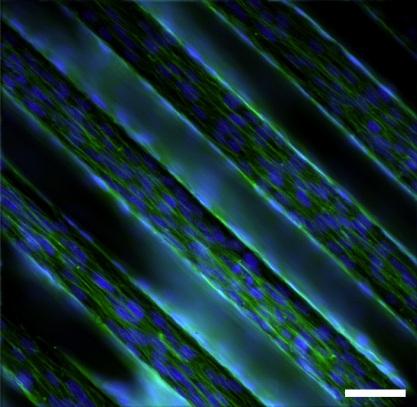 Functional micro- and nanostructured materials
